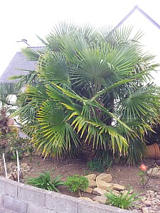 Thumbnail of Trachycarpus fortunei-groupe-de-3.jpg