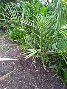 Thumbnail of jubaea chilensis-B.jpg