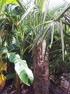 Thumbnail of trachycarpus princeps vert-B.jpg