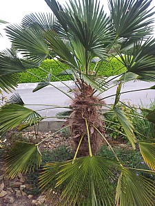 Thumbnail of trachycarpus wagnerianus.jpg