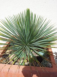 Thumbnail of yucca rostrata-C.jpg