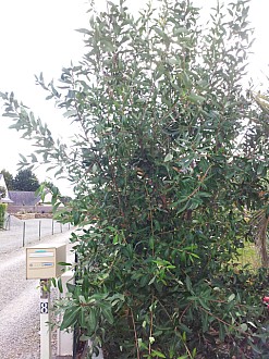 Thumbnail of 2012.jpg