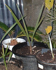 Thumbnail of 2003.jpg