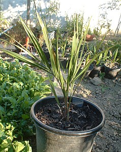 Thumbnail of 2004.jpg