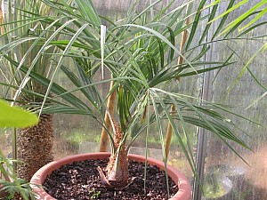 Thumbnail of 2006.jpg