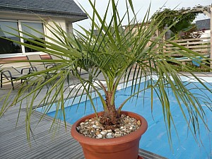 Thumbnail of 2007.jpg