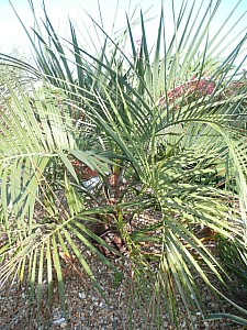 Thumbnail of 2010.jpg