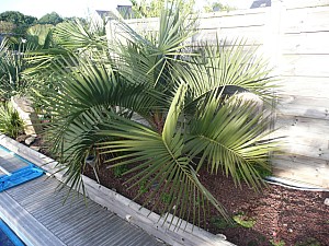 Thumbnail of 2010-A.jpg