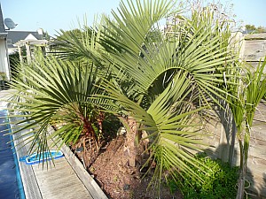 Thumbnail of 2011.jpg