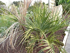 Thumbnail of a-2007.jpg