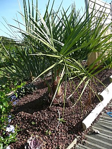 Thumbnail of a-2008.jpg