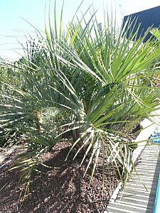 Thumbnail of a-2009-.jpg