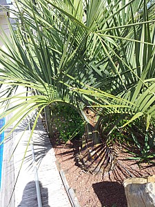 Thumbnail of a-2012.jpg