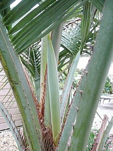 Thumbnail of b-2009-bouton.jpg