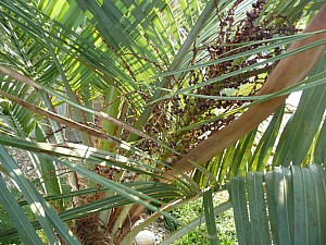 Thumbnail of b-2011-fruit.jpg