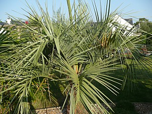 Thumbnail of b-2011.jpg