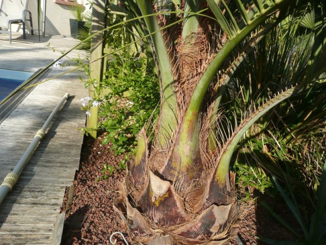 Butia-Capitata-detail.jpg