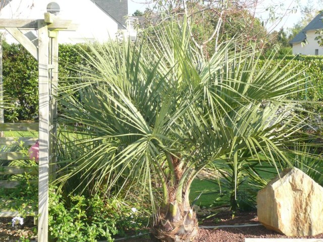 Butia-Capitata.jpg