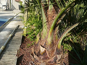 Thumbnail of Butia-Capitata-detail.jpg