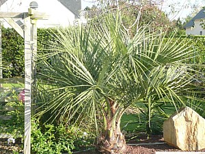 Thumbnail of Butia-Capitata.jpg