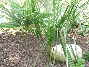 Thumbnail of Butiagrus.jpg