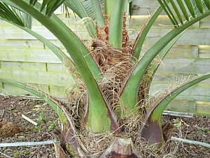 Thumbnail of Juabaea-detail.jpg