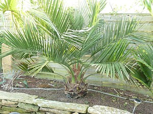 Thumbnail of Juabaea.jpg