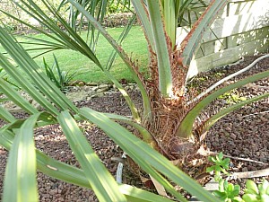 Thumbnail of Jubutiagrus-detail.jpg