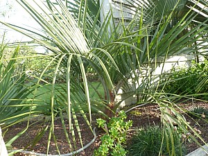 Thumbnail of Jubutiagrus.jpg