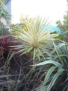 Thumbnail of 2010.jpg