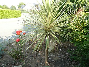 Thumbnail of 2011.jpg