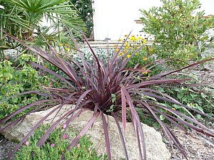 Thumbnail of 2007.jpg