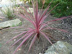 Thumbnail of 2011.jpg