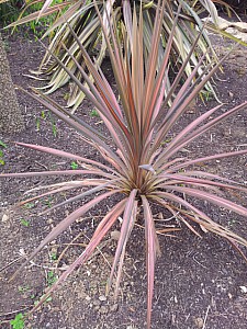 Thumbnail of a-2012.jpg