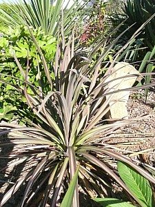 Thumbnail of b-2009.jpg