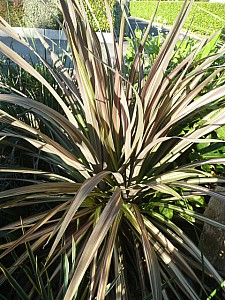 Thumbnail of b-2010.jpg