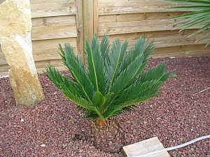 Thumbnail of A-2006.jpg