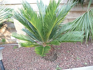 Thumbnail of A-2007.jpg