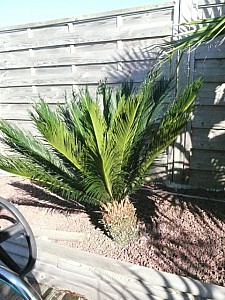 Thumbnail of a-2009.jpg