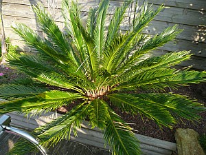 Thumbnail of a-2011.jpg