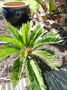 Thumbnail of b-2009.jpg