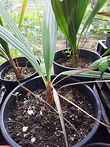 Thumbnail of Septembre-2012-0069.jpg