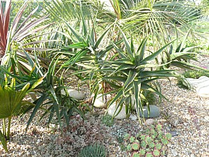 Thumbnail of 2011-0040.jpg