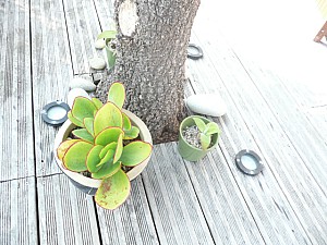 Thumbnail of 2011-0096.jpg