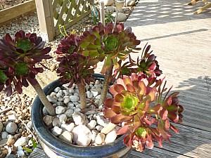 Thumbnail of 2011-0098.jpg