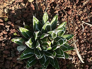 Thumbnail of 2011-0106.jpg