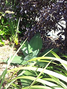 Thumbnail of 2012-0044.jpg