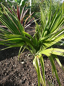 Thumbnail of 2008.jpg