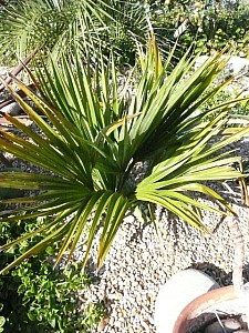 Thumbnail of 2009.jpg