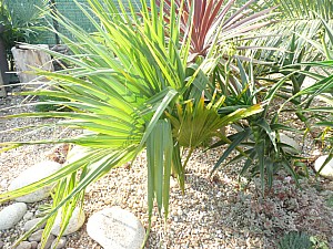 Thumbnail of 2011.jpg